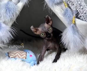 Котята Sphynx, Elf, Bambino, DWELF.