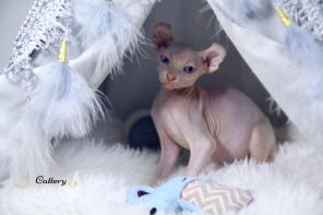 Котята Sphynx, Elf, Bambino, DWELF.