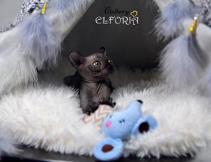 Котята Sphynx, Elf, Bambino, DWELF.