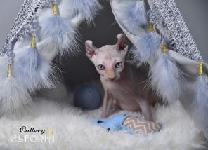 Котята Sphynx, Elf, Bambino, DWELF.