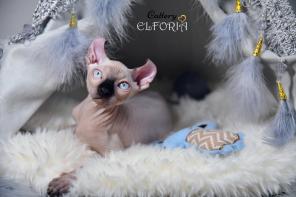 Котята Sphynx, Elf, Bambino, DWELF.