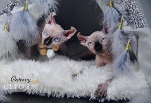 Котята Sphynx, Elf, Bambino, DWELF.