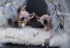 .Котята Sphynx, Elf, Bambino, DWELF..